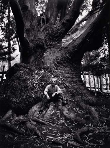 Ansel Adams, Edward Weston, Carmel Highlands, California, silver print, 1945, printed 1974. Edward Weston sitting on a big tree.