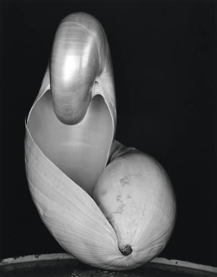 Edward & Cole Weston, Shell, silver print, 1931, printed 1970s.